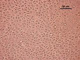 8 - Cellule corticali in visione superficiale